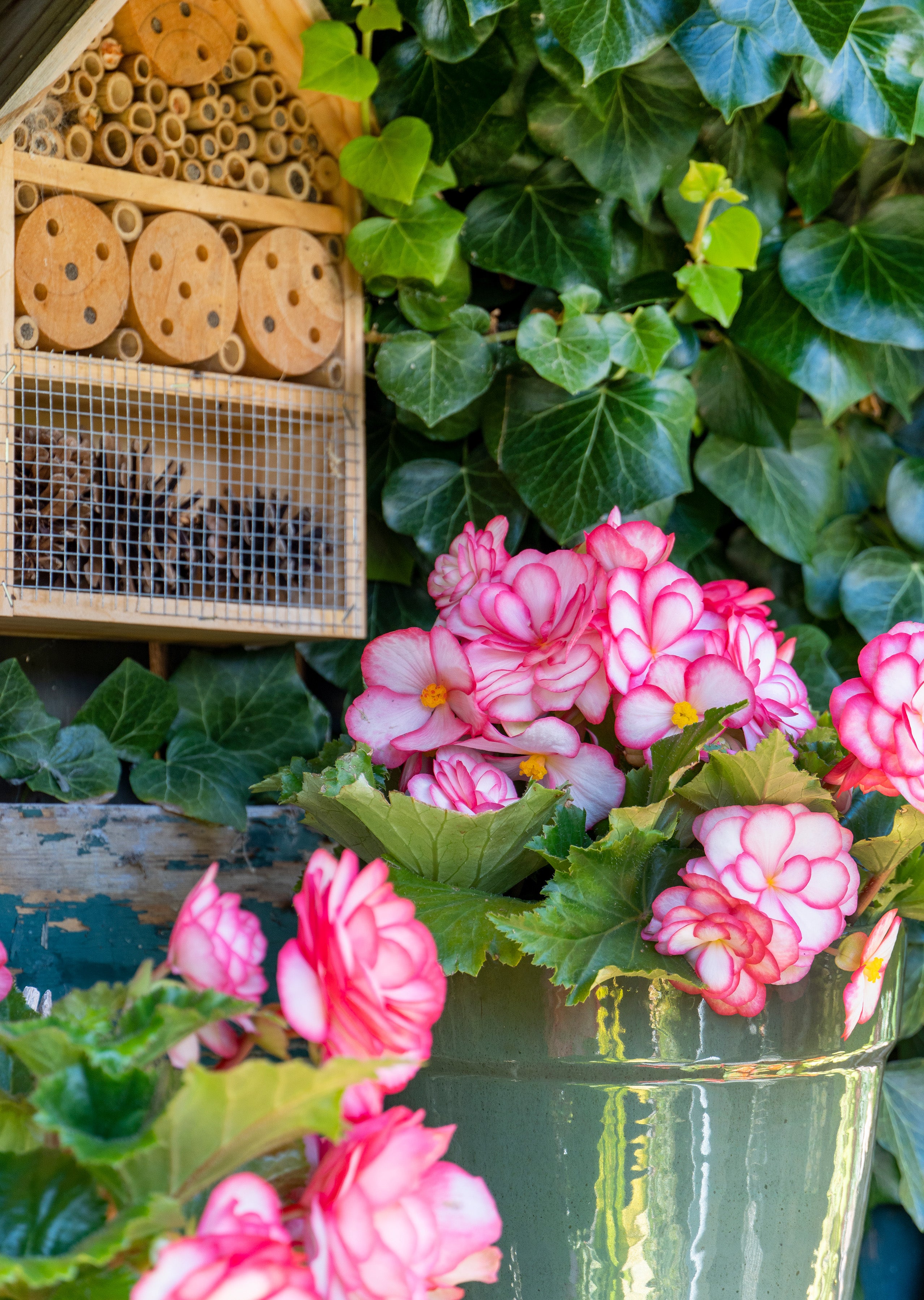 Begonia Bouton De Rose