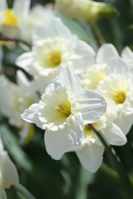 Narcissus Botanical ‘White’ Bulbs | Precious Plants