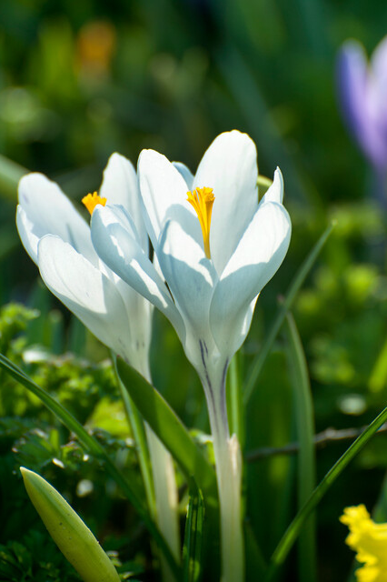 Crocus ‘White’ Bulbs | Precious Plants