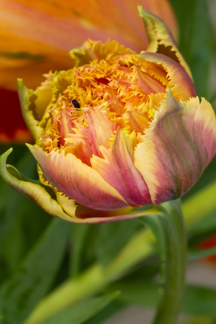 Tulipa ‘Brisbane’ Bulbs | Precious Plants