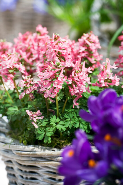 Corydalis ‘Beth Evans’ Bulbs | Precious Plants