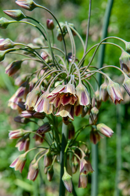 Allium nectaroscodum siculum Bulbs | Precious Plants