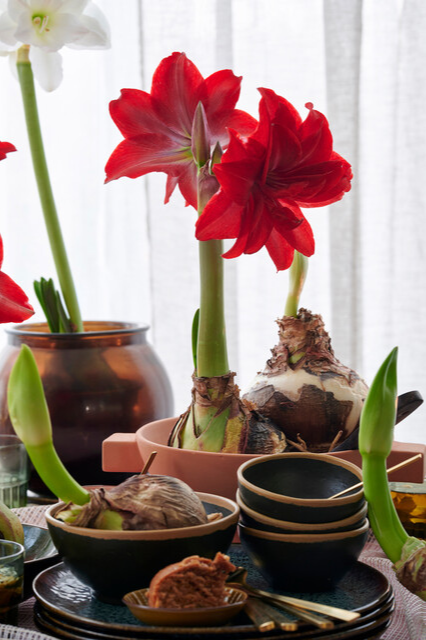Amaryllis ‘Red’ Bulbs | Precious Plants