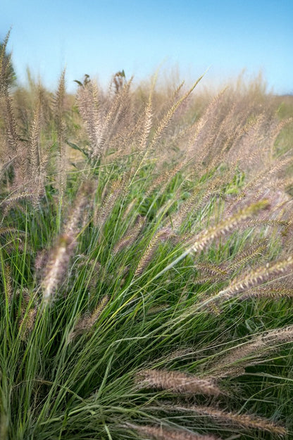 Pennisetum Alopecuroides