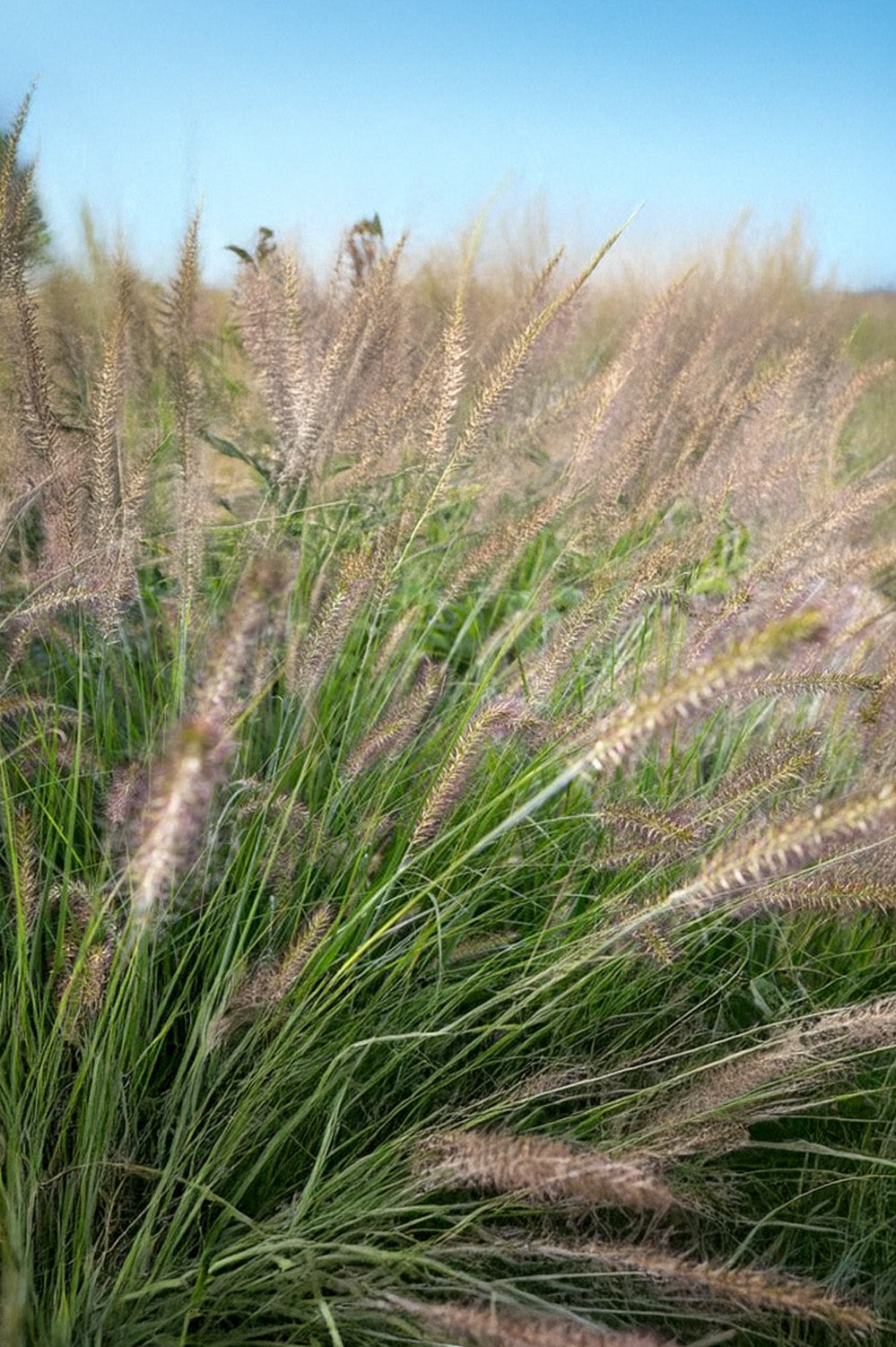 Pennisetum Alopecuroides