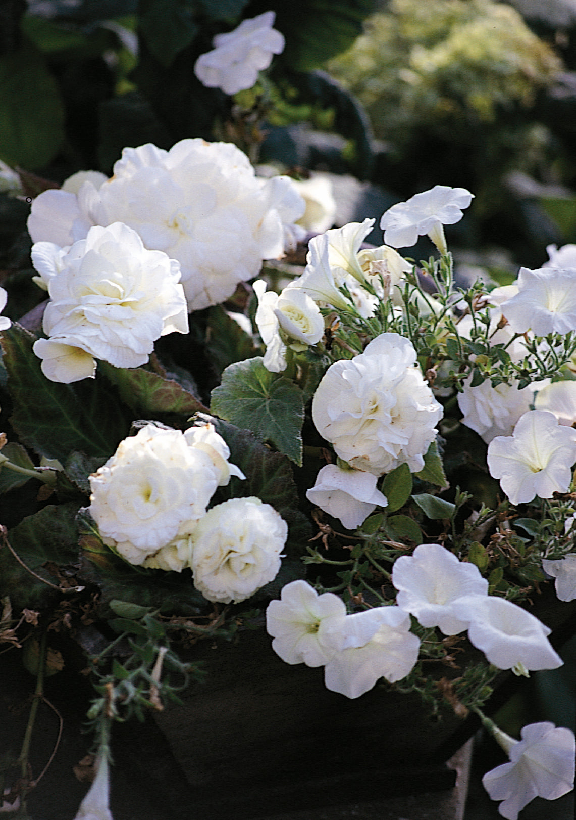 Begonia Double White