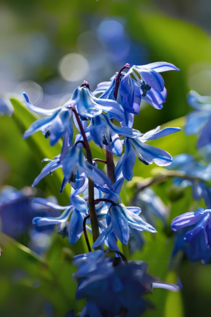 Scilla siberica Bulbs | Precious Plants