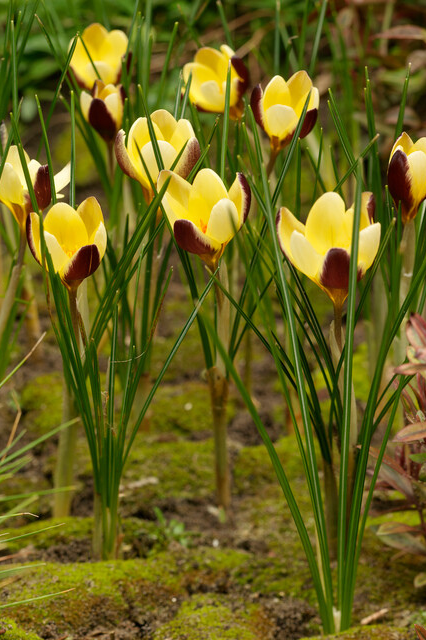 Crocus ‘Advance’ Bulbs | Precious Plants