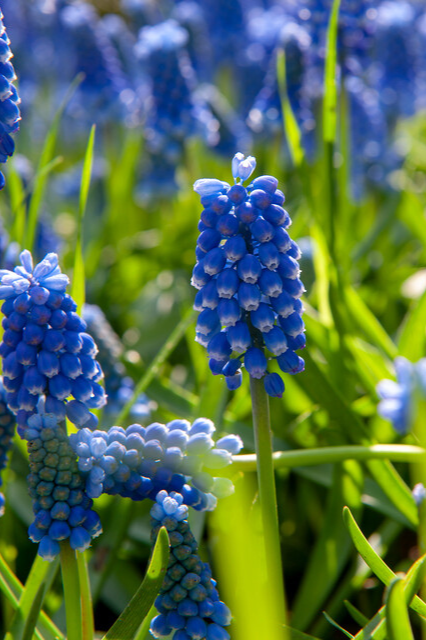 Muscari armeniacum Bulbs | Precious Plants