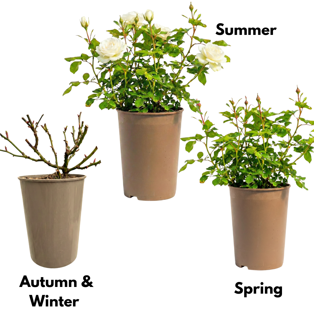 Rose - Bush - White