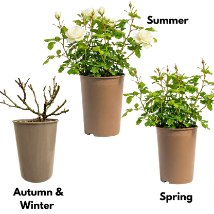 Rose - Bush - White