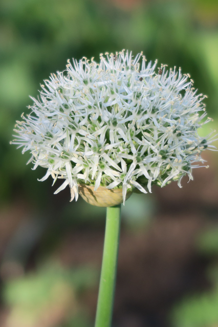 Allium ‘Mount Everest’ Bulbs | Precious Plants