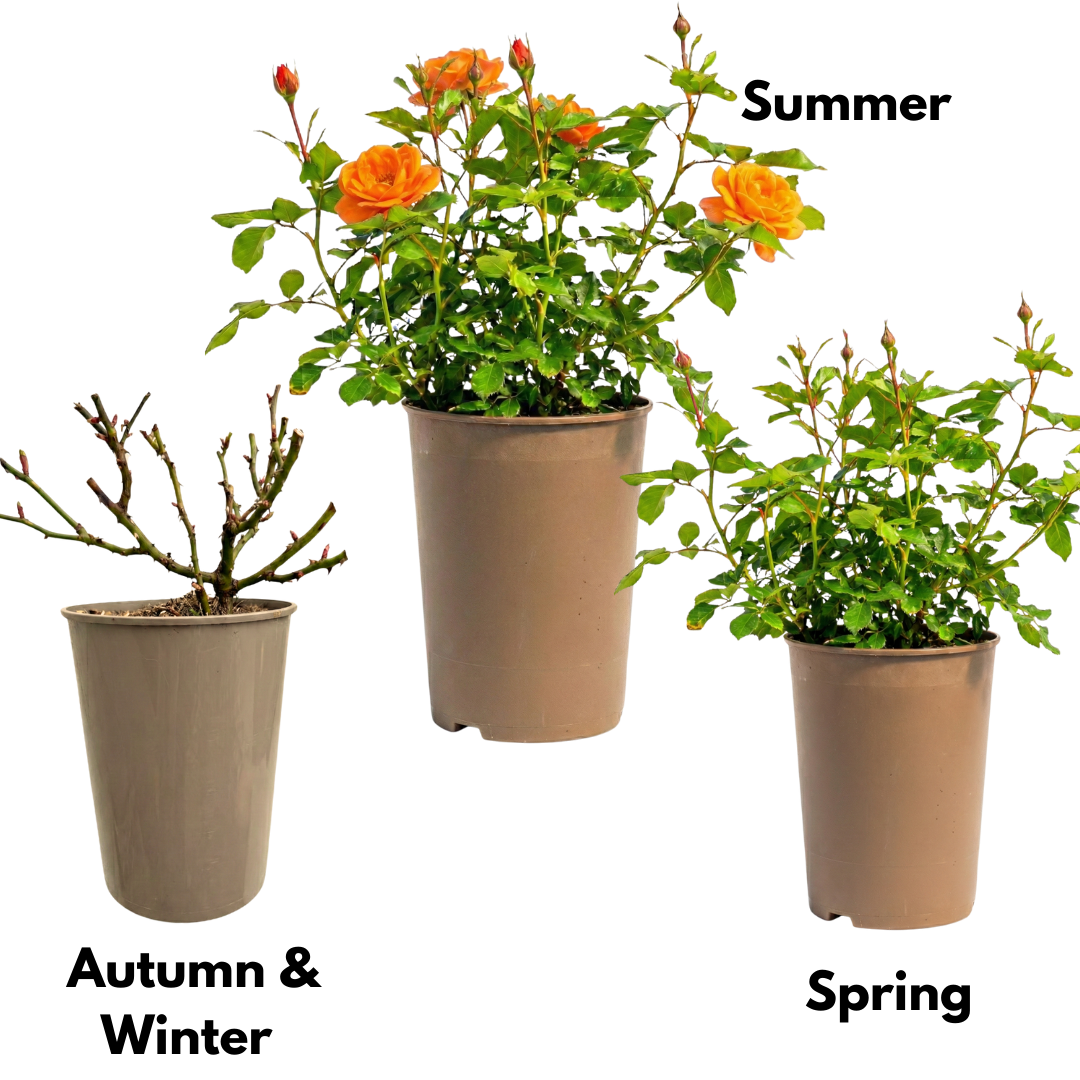 Rose - Bush - Orange