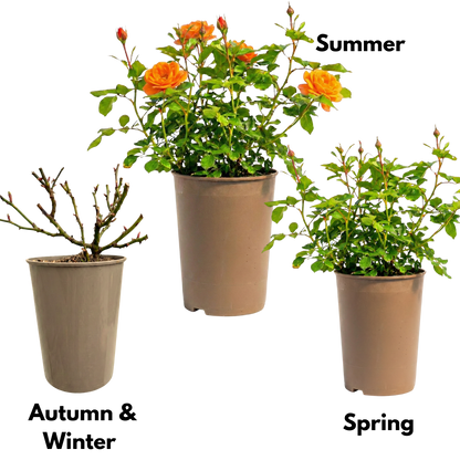 Rose - Bush - Orange