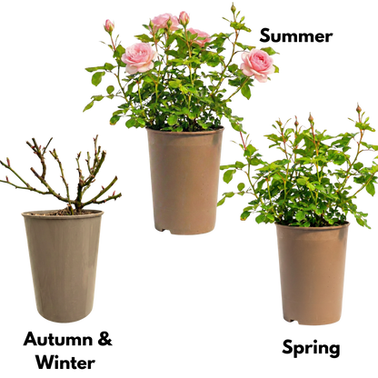 Rose - Bush - Pink