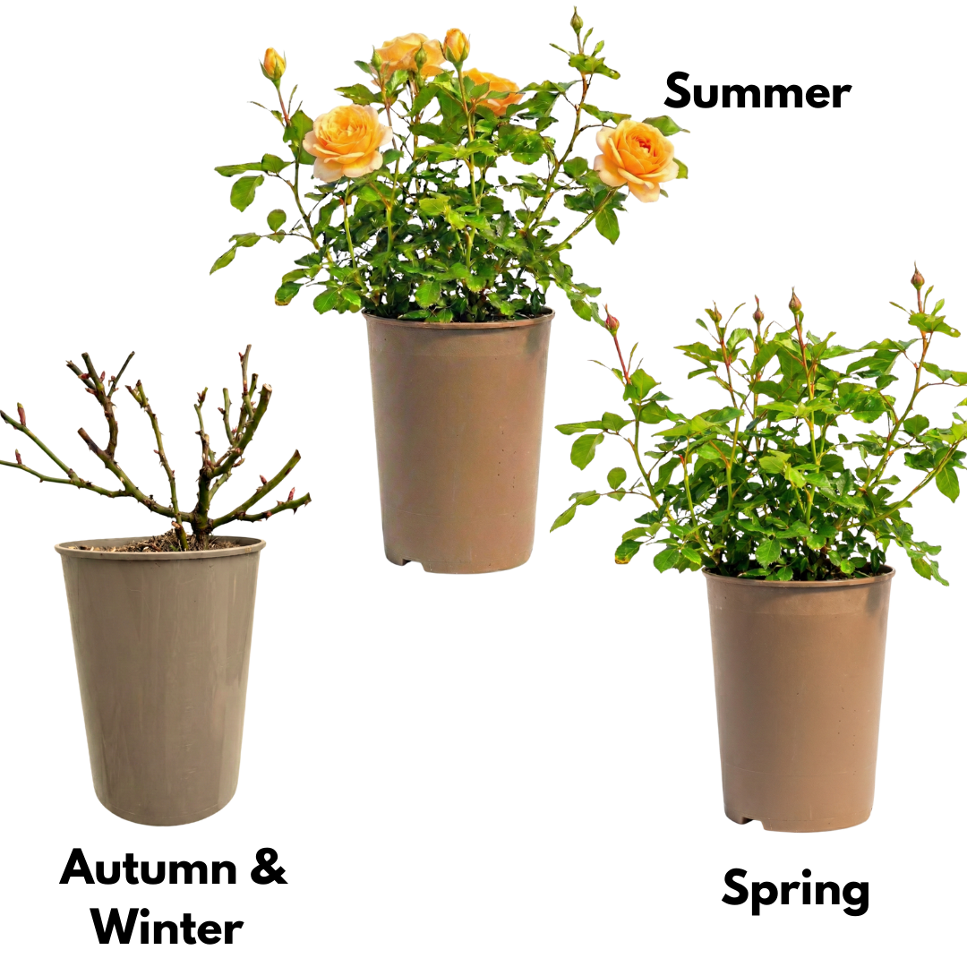 Rose - Bush - Yellow