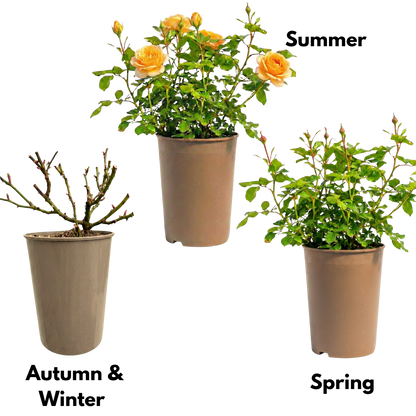 Rose - Bush - Yellow