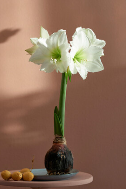 Deluxe Amaryllis White (1 bulb, pot & compost) - Gift Box