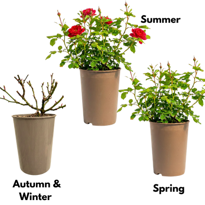 Rose - Bush - Red