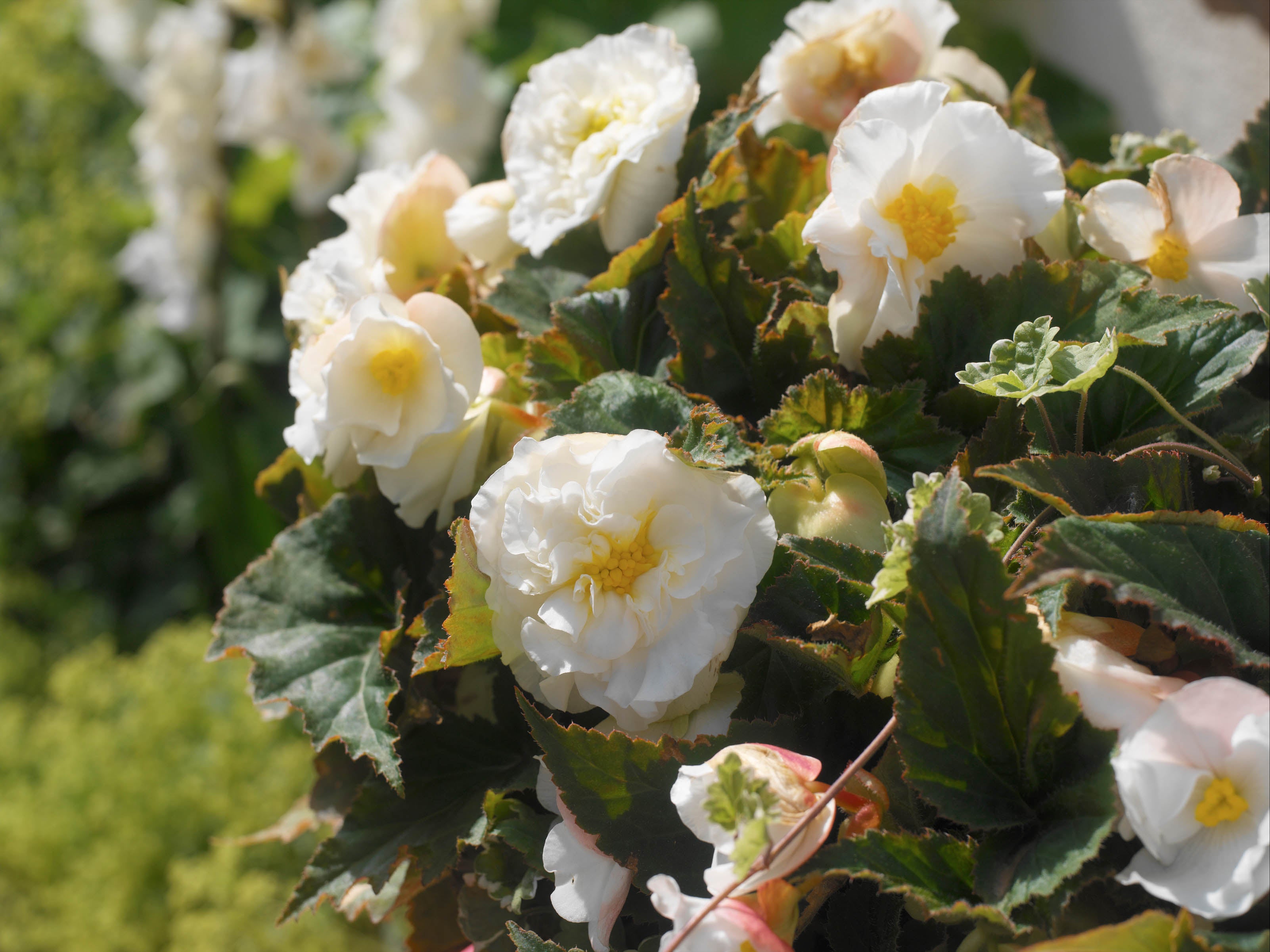 Begonia Double White