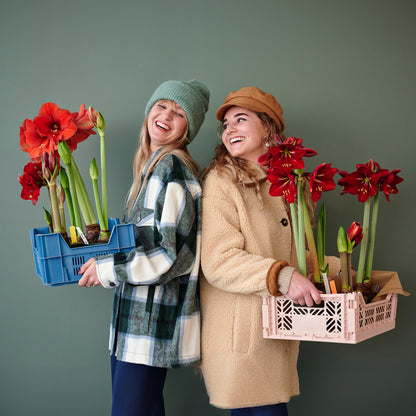 Deluxe Amaryllis Red (1 bulb, pot & compost) - Gift Box