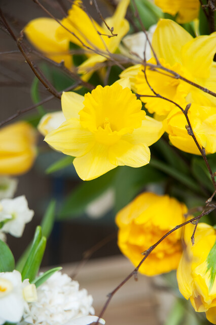 Narcissus ‘Carlton’ Bulbs | Precious Plants