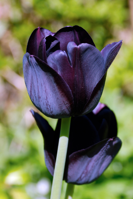 Tulipa ‘Black’ Bulbs | Precious Plants