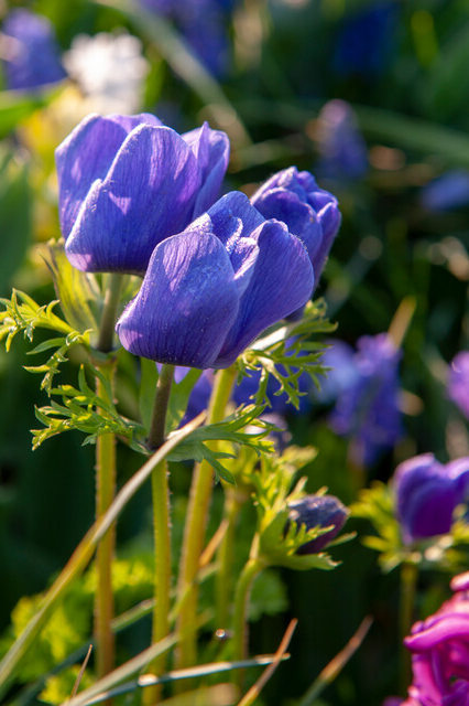 Anemone cor. ‘Mr. Fokker’ Bulbs | Precious Plants