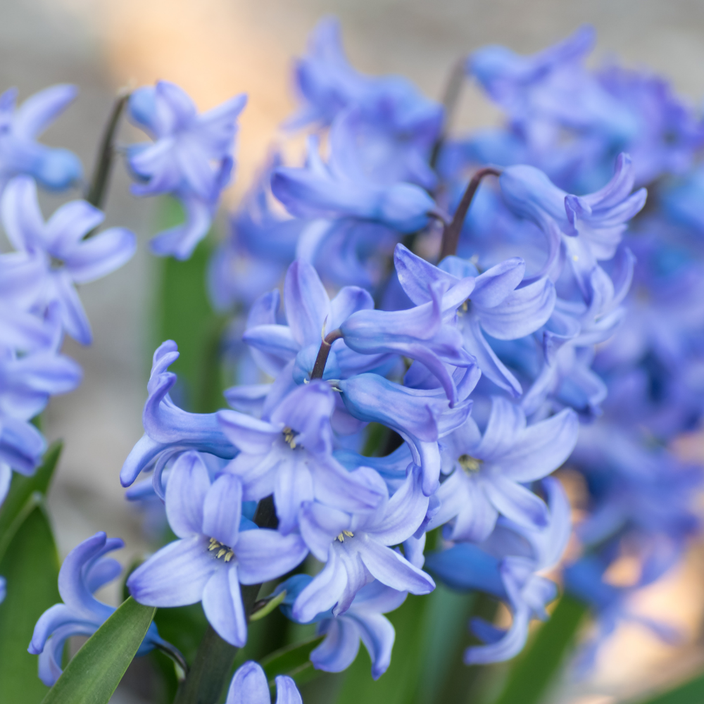 Light Blue Hyacinth Plants in Pots – 3 x 1 Litre Pots (9 Flowering Bulbs)
