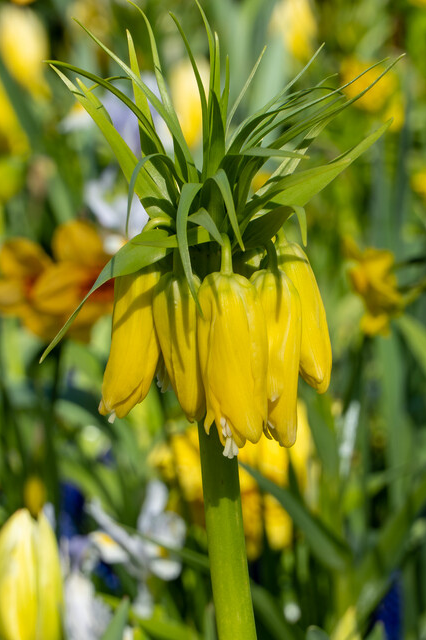 Fritillaria ‘Lutea’ Bulbs | Precious Plants