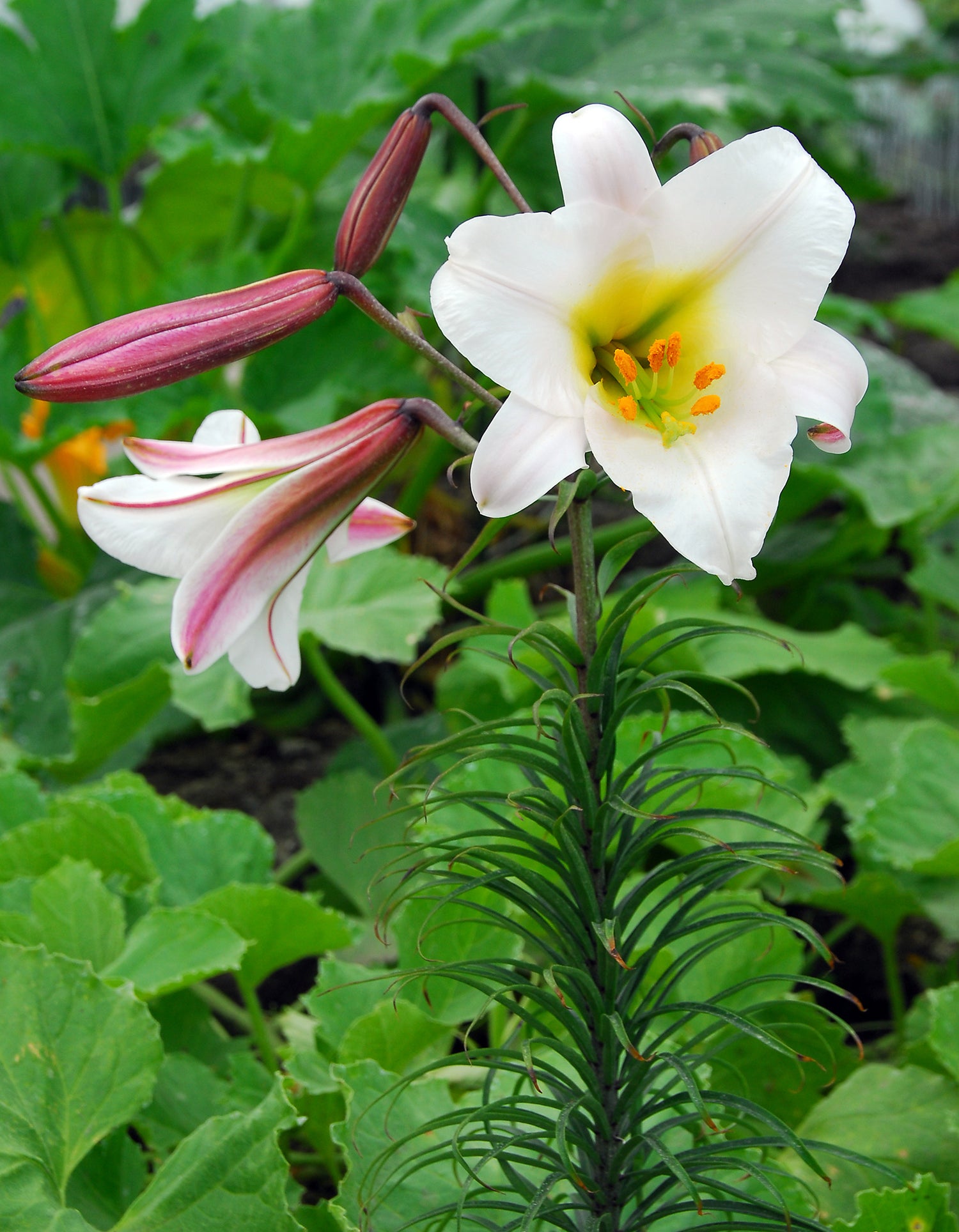 Lilium Regale