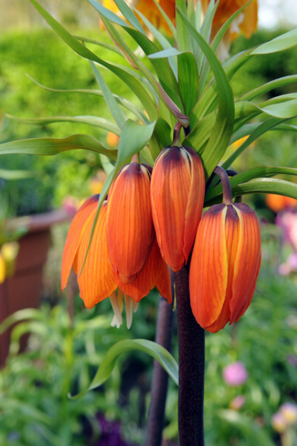 Fritillaria ‘Aurora’ Bulbs | Precious Plants