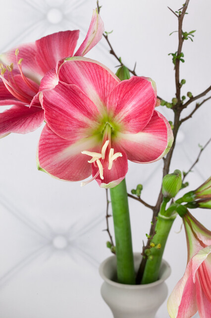 Amaryllis ‘Pink-White’ Bulbs | Precious Plants