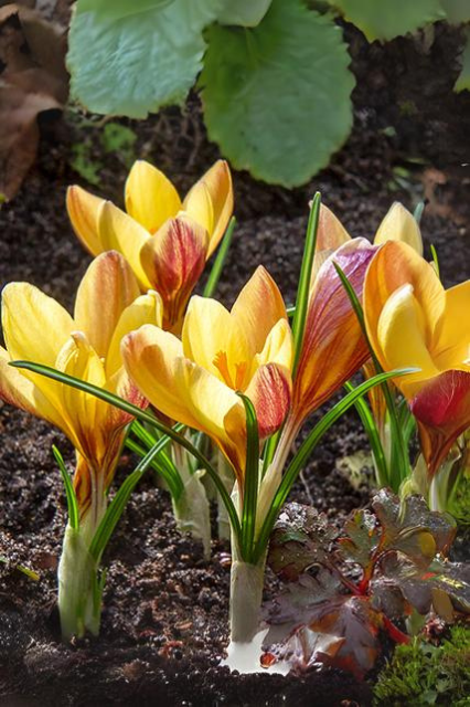 Crocus ‘Fuscotinctus’ Bulbs | Precious Plants