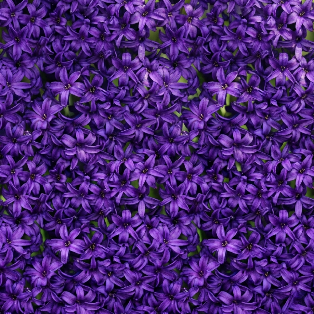 Purple Hyacinth Plants in Pots – 3 x 1 Litre Pots (9 Flowering Bulbs)