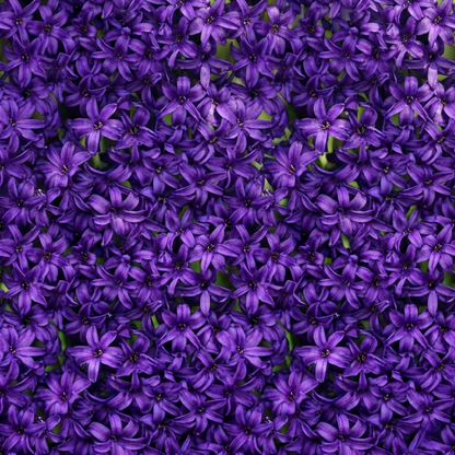 Purple Hyacinth Plants in Pots – 3 x 1 Litre Pots (9 Flowering Bulbs)