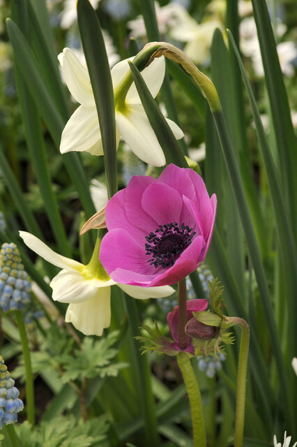 Anemone de Caen Mix Bulbs | Precious Plants