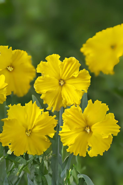 Narcissus ‘Gold Disc’ Bulbs | Precious Plants