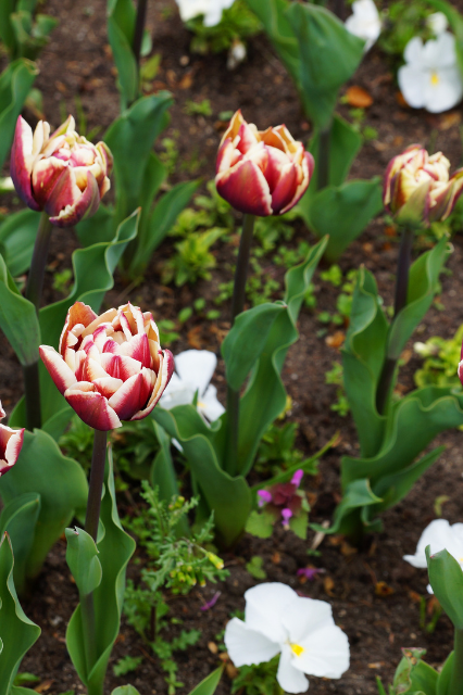 Tulipa ‘Wyndham’ Bulbs | Precious Plants