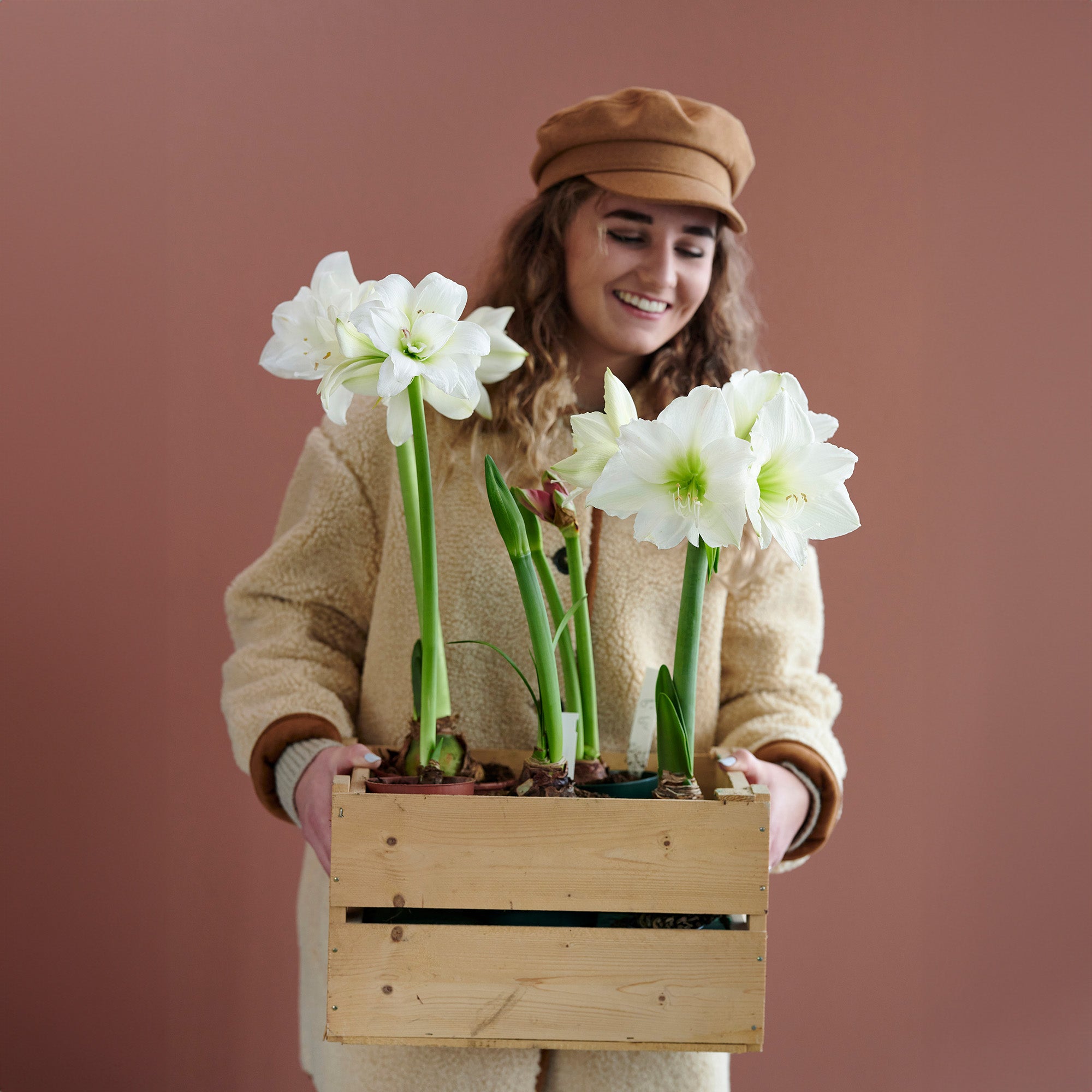 Deluxe Amaryllis White (1 bulb, pot & compost) - Gift Box