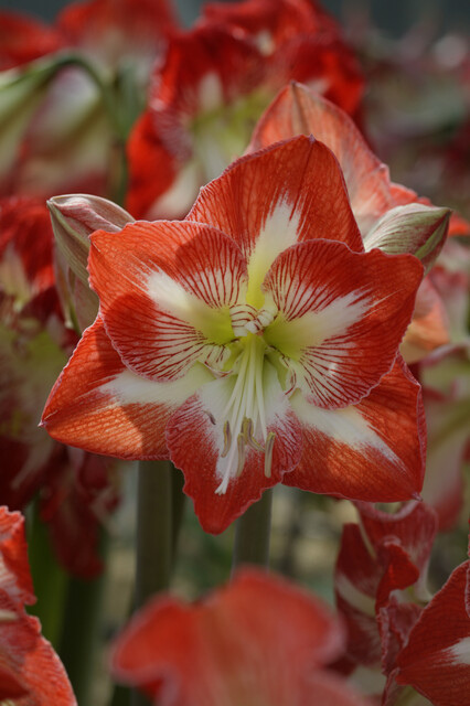 Amaryllis ‘Red-White’ Bulbs | Precious Plants