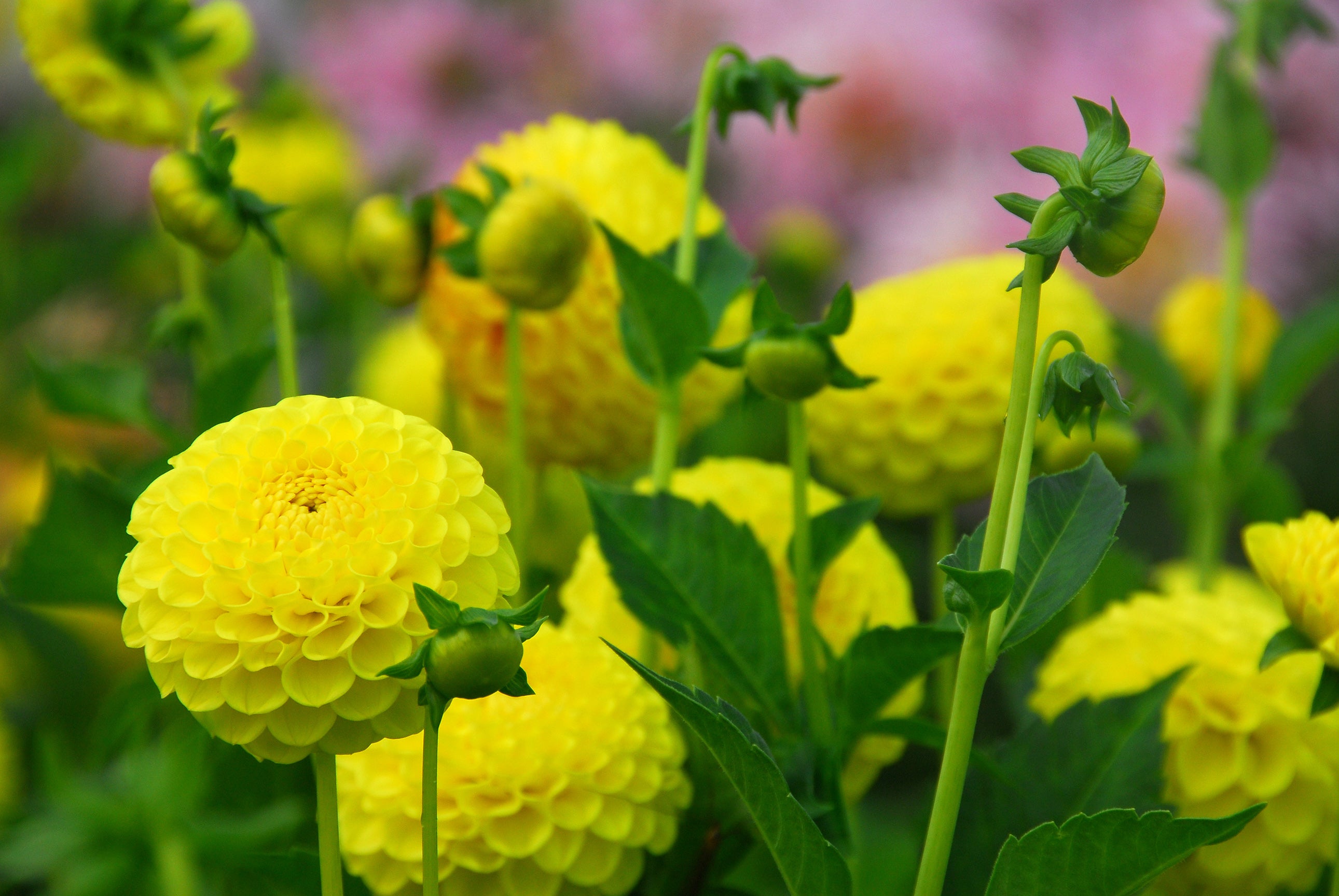 Dahlia Deepest Yellow
