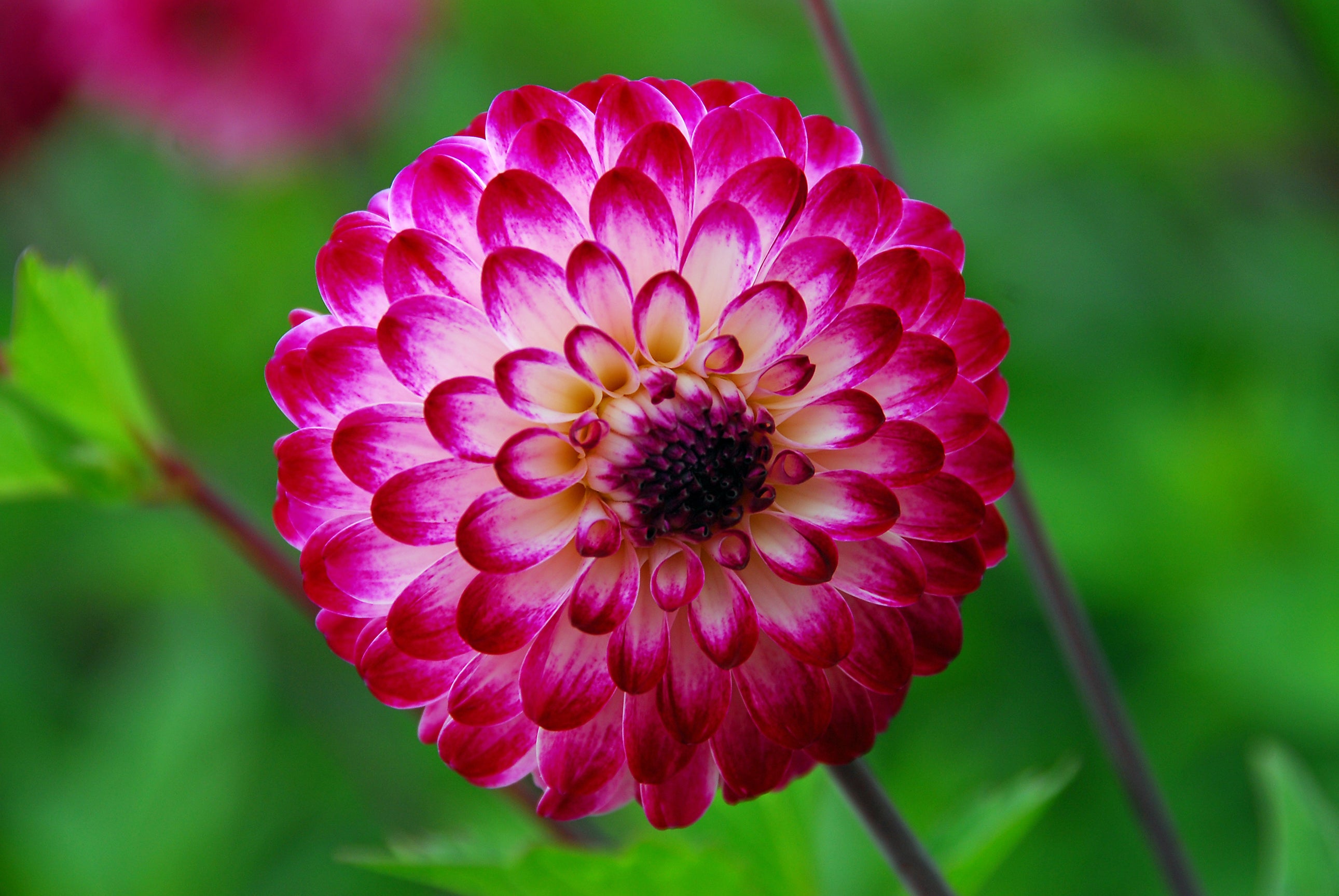 Dahlia Little Robert