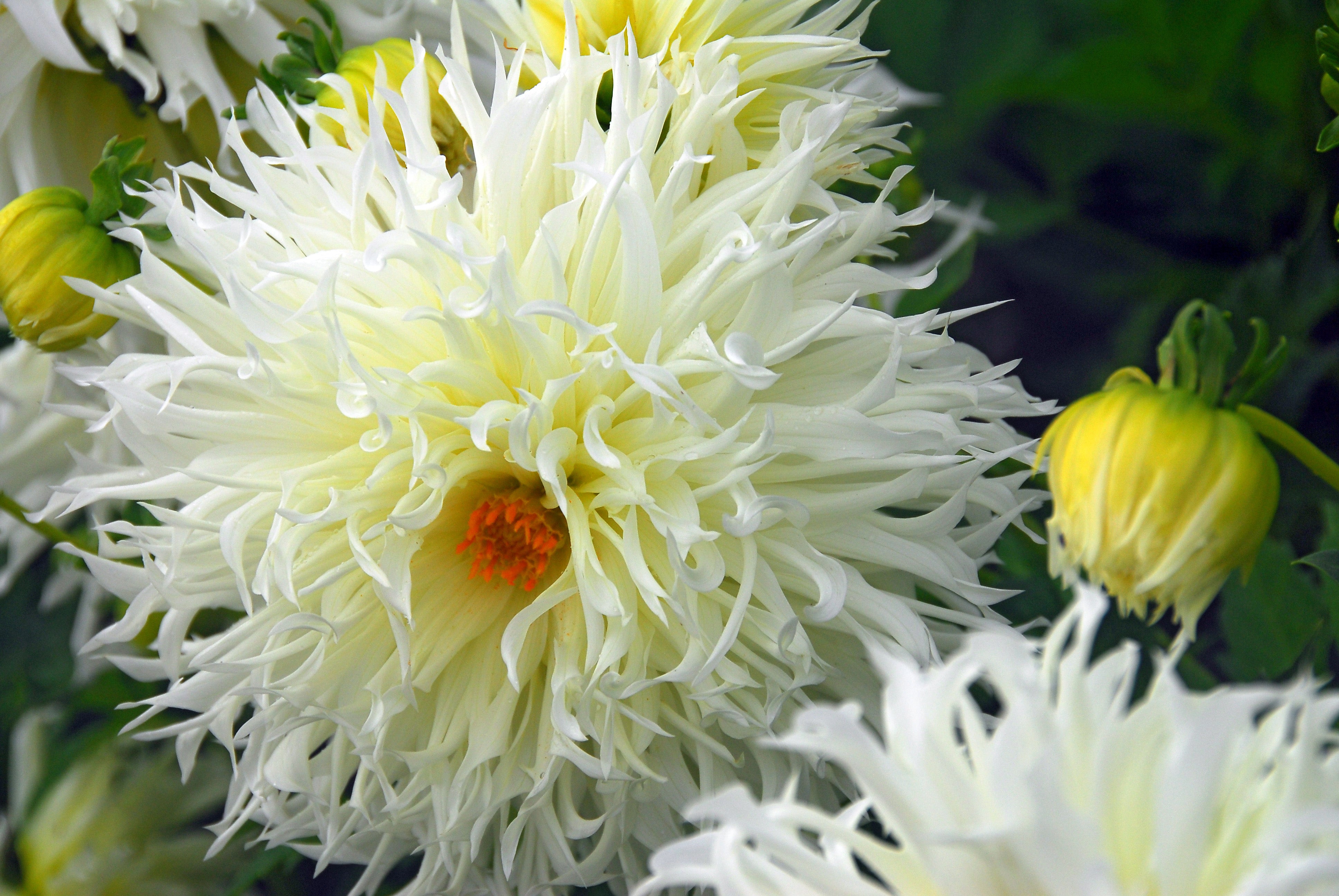 Dahlia Crispa Tsuki Yori No Shisha