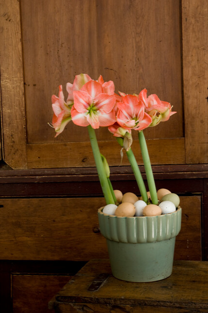 Amaryllis ‘Salmon’ Bulbs | Precious Plants