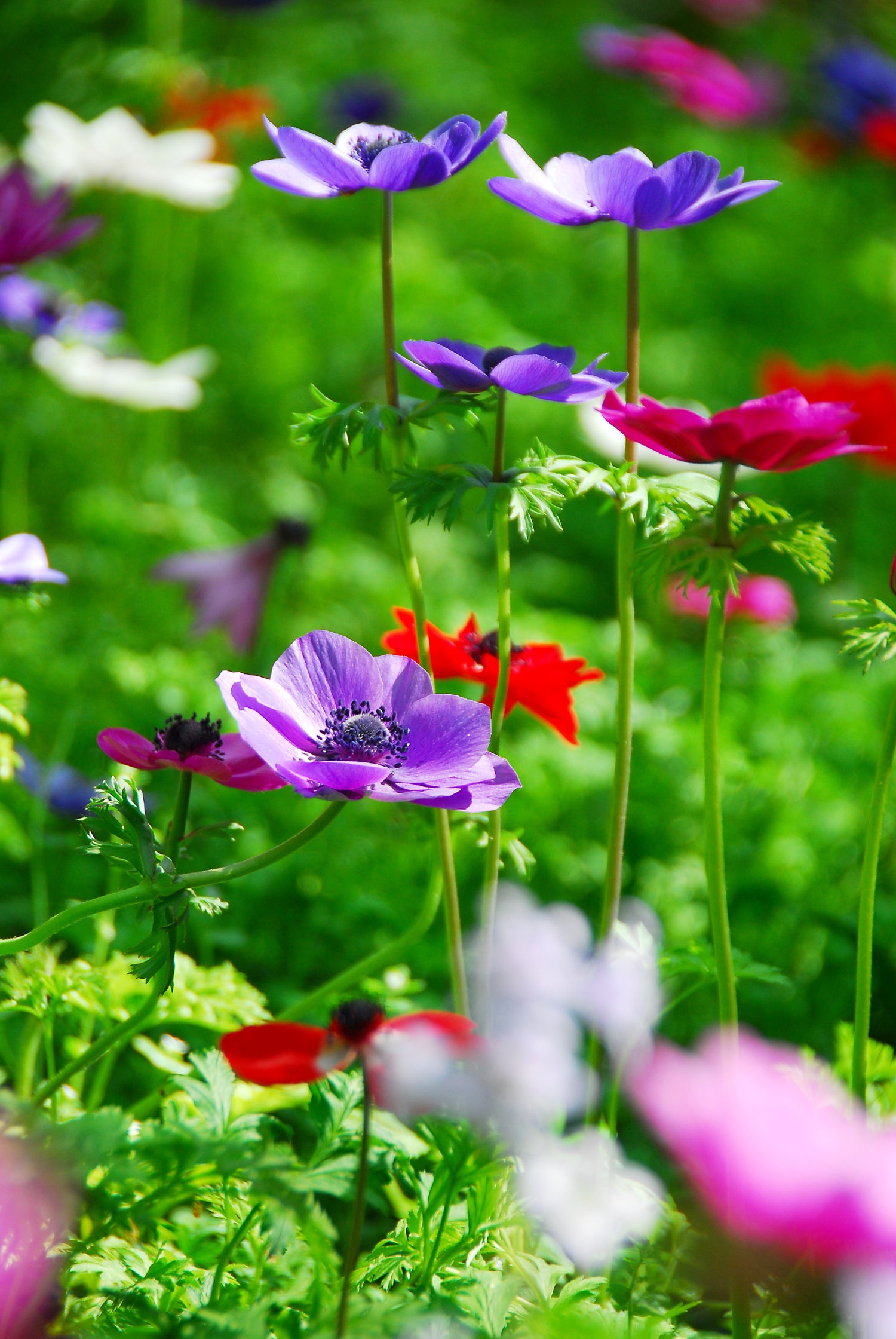 Anemone Mr. Fokker