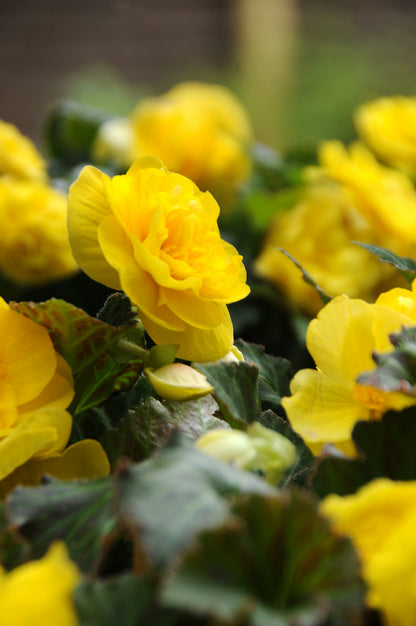 Begonia Non Stop Yellow