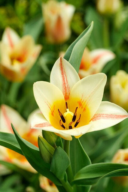 Tulipa ‘Quebec’ Bulbs | Precious Plants