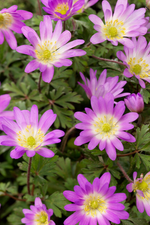 Anemone blanda ‘Charmer’ Bulbs | Precious Plants