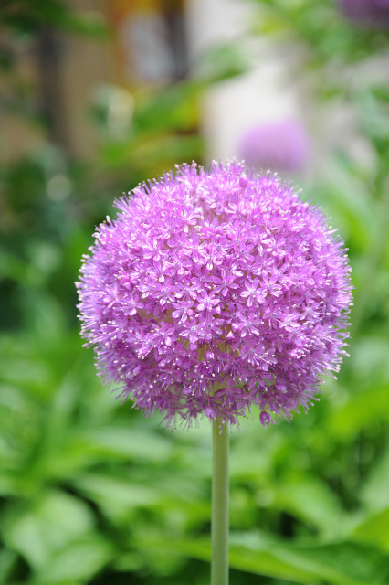 Allium ‘Gladiator’ Bulbs | Precious Plants